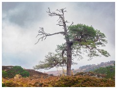 099 Scotland Glen Affric Area  Lone Tree