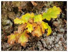 101 Scotland Glen Affric Area  Autumn Colour on the Bark