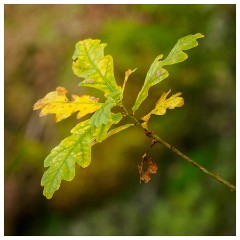 102 Scotland Glen Affric Area  Leaves Blowing in the Wind