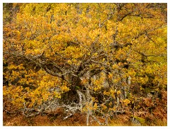 103 Scotland Glen Affric Area  Autumn Colour