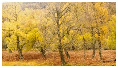 106 Scotland Glen Affric Area  Autumn Colour