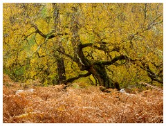 110 Scotland Glen Affric Area  Sheep walking through the Bracken