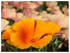 079 South Devon  Californian Poppies in Exmouth