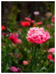 039 South Devon  Poppies