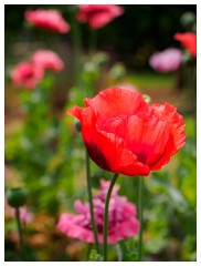 040 South Devon  Poppies