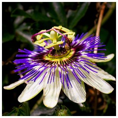 042 South Devon  Passion Flower