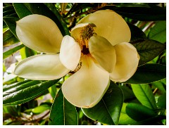 043 South Devon  Magnolia Virginiana