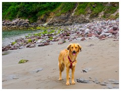 064 South Devon  One Dog on the Beach