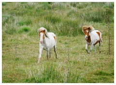 002 South Devon  Dartmoor Ponies