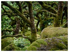 003 South Devon  Wistman's Wood