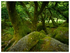 004 South Devon  Wistman's Wood