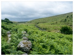 007 South Devon  Views from the Wood