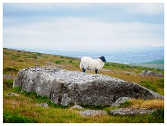 015 South Devon  Walking to Great Staple Tor