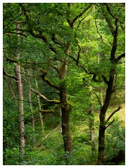 118 South Devon  Fingle Bridge