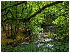 119 South Devon  Fingle Bridge