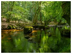 121 South Devon  Fingle Bridge