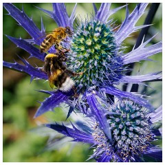 140 South Devon  Castle Drogo Gardens