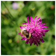 142 South Devon  Castle Drogo Gardens