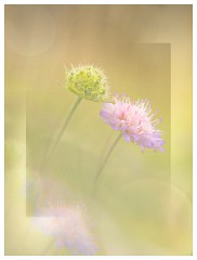 001 Yorkshire Meadows  Scabious