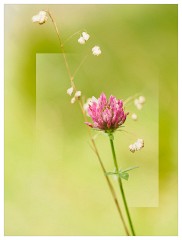 002 Yorkshire Meadows  Clover