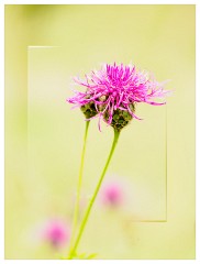 003 Yorkshire Meadows  Thistle