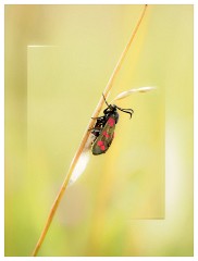 004 Yorkshire Meadows  Burnett Moth