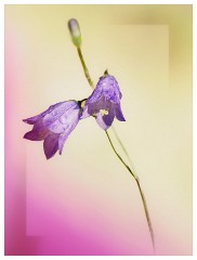 005 Yorkshire Meadows  Harebell