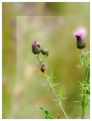 006 Yorkshire Meadows  Ladybird