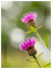 007 Yorkshire Meadows  Thistle