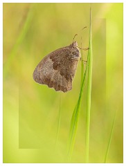 008 Yorkshire Meadows  Male Meadow Brown