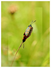 009 Yorkshire Meadows  Mating Burnett Moths