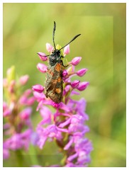 010 Yorkshire Meadows  Burnet Moth on Orchid