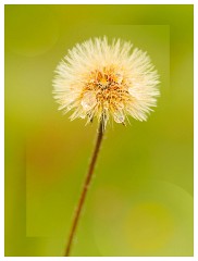 011 Yorkshire Meadows  Dew Drops on Dandilion