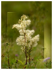 012 Yorkshire Meadows  Meadowsweet