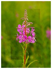 013 Yorkshire Meadows  Fireweed