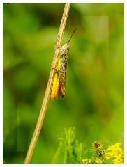 014 Yorkshire Meadows  Field Grasshopper