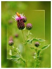 015 Yorkshire Meadows  Common Red Soldier Beetle