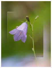 016 Yorkshire Meadows  Harebell