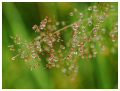 017 Yorkshire Meadows  Water Droplets on Grass