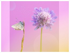 019 Yorkshire Meadows  Female Common Blue and Scabious