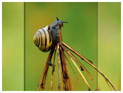 020 Yorkshire Meadows  Snail