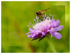 021 Yorkshire Meadows  Hoverfly