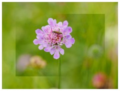 022 Yorkshire Meadows  Scabious
