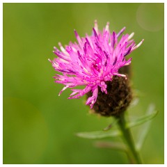 023 Yorkshire Meadows  Thistle