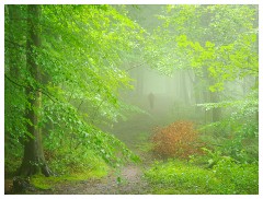 025 Yorkshire Meadows  Woodland in the Rain