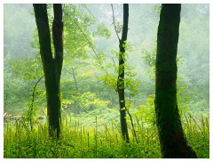 026 Yorkshire Meadows  Woodland in the Rain