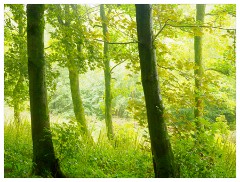 027 Yorkshire Meadows  Woodland in the Rain