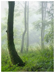 028 Yorkshire Meadows  Misty Woodland