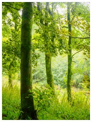 029 Yorkshire Meadows  Woodland in the Rain