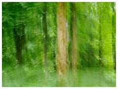 030 Yorkshire Meadows  ICM Woodland